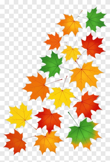 Autumn Maple Leaf Cluster PNG