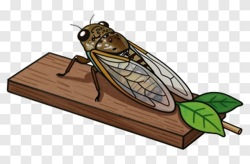 Cicada On Wooden Block PNG