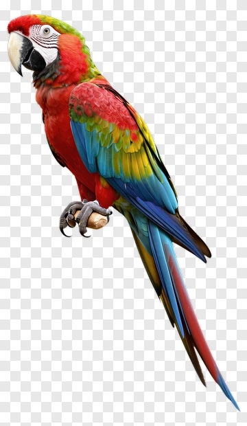 Colorful Parrot With Red Blue And Green Feathers PNG