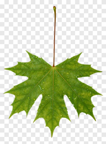 Maple Leaf With Water Droplets PNG