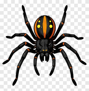 Black Spider With Orange And Yellow Markings PNG