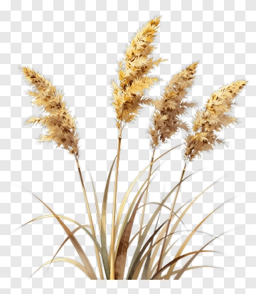 Feather Grass PNG