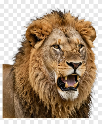 Lion PNG