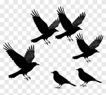 Group Of Crows In Flight And Perching PNG