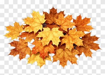 Autumn Maple Leaves PNG