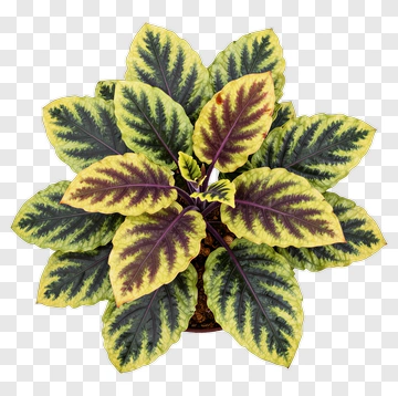 Variegated Leaf Plant PNG
