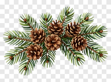 Pine Cone And Evergreen Branch Illustration PNG