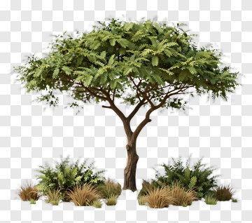 A Detailed 3D Tree With Surrounding Foliage PNG