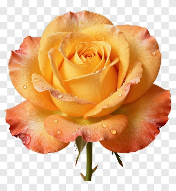 Golden Orange Rose With Dewdrops PNG