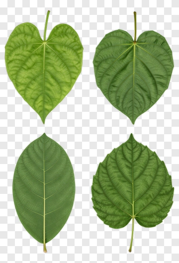 Four Different Types Of Leaves PNG