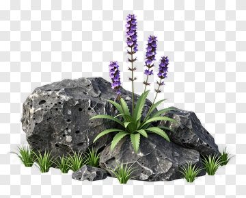 Purple Flower Growing From Rock PNG