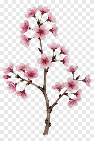 Cherry Blossom Branch PNG