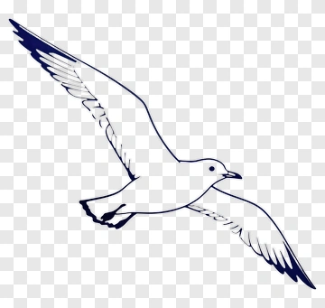 Seagull In Flight PNG
