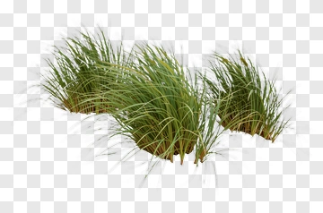 Green Grass Growing In Sand PNG