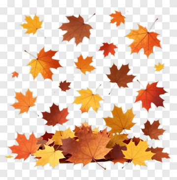 Falling Maple Leaves In Autumn PNG