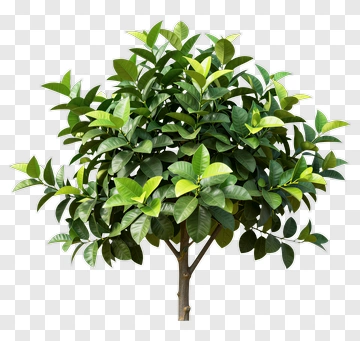 Green Tree With Dense Leaves PNG