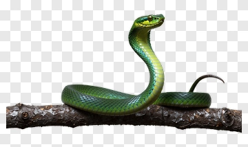 Green Snake Coiled On Branch PNG