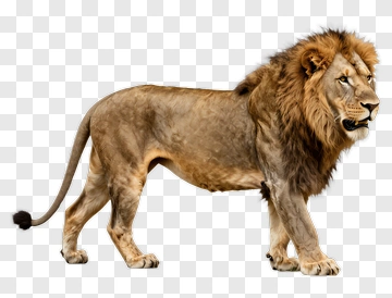 Lion In Profile PNG
