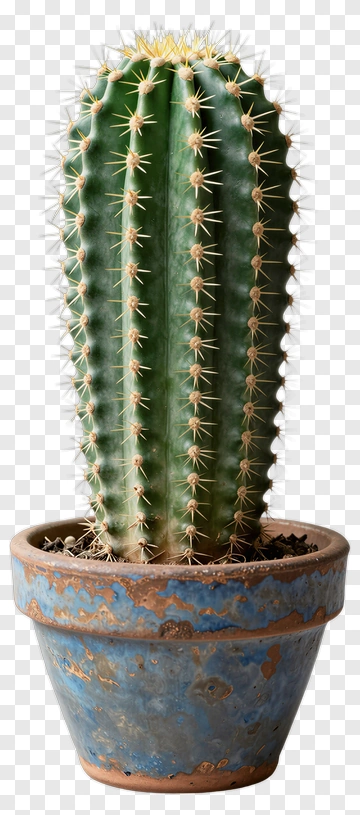 Green Cactus In Rustic Blue Pot PNG