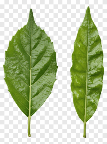 Two Green Leaves Side By Side PNG