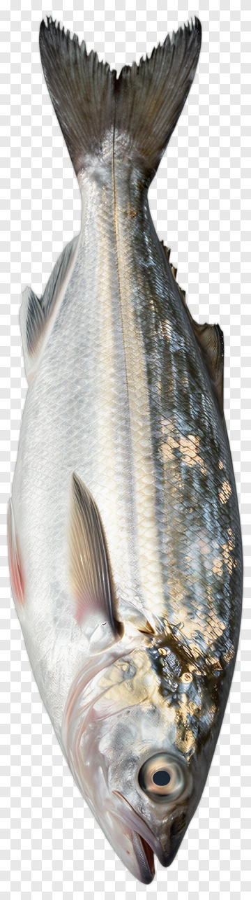 Fresh Fish With Silver Scales PNG