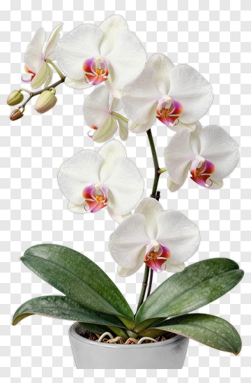 White Orchid With Pink Center PNG