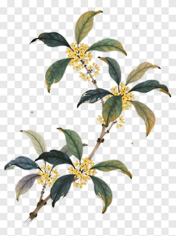 Osmanthus Branch With Yellow Flowers PNG