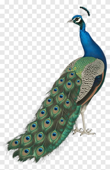 Peacock In Traditional Chinese Art Style PNG