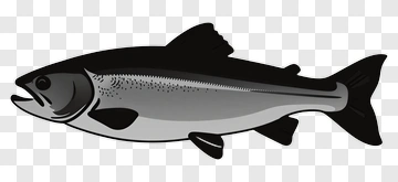 Salmon Illustration PNG