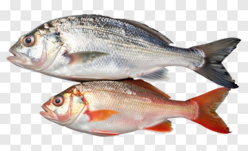 Two Fresh Fish PNG