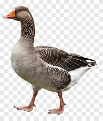 Gray Goose With Orange Beak And Pink Feet PNG