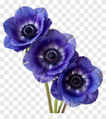 Blue Anemone Flowers PNG