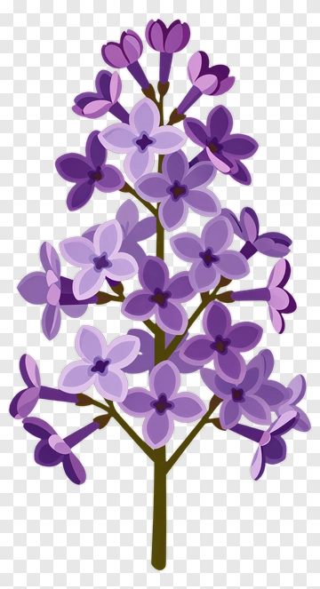 Lilac Flower Cluster PNG