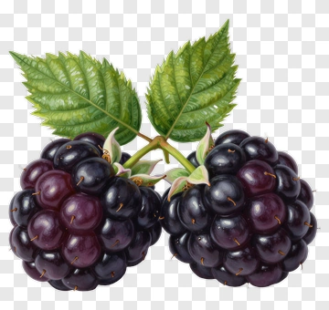 Blackberry With Green Leaves PNG