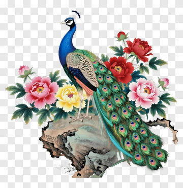 Peacock Among Peonies PNG
