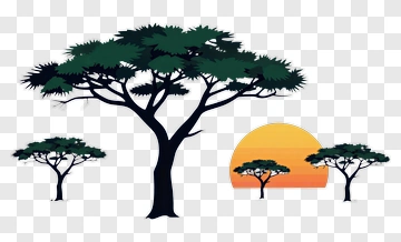 Acacia Tree At Sunset PNG