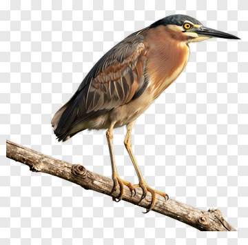 Heron Perched On Branch PNG