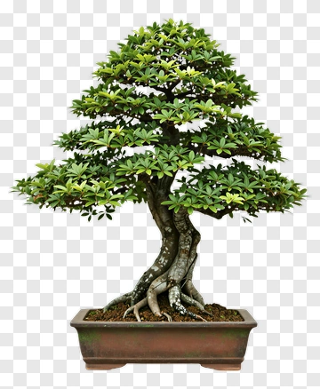 Banyan Tree Bonsai PNG