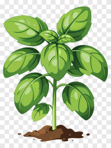 Basil Plant PNG