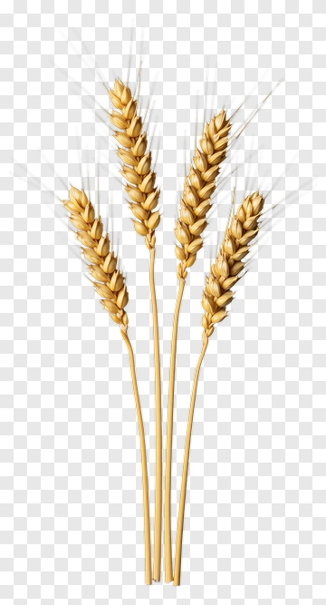 Golden Wheat Ears PNG