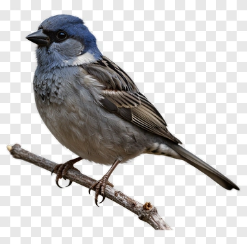 Blue-headed Sparrow Perched On Branch PNG