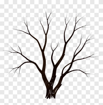 Bare Tree With Branches PNG