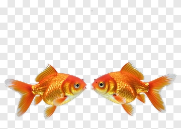 Two Goldfish Facing Each Other PNG