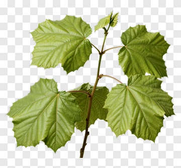 Fresh Green Leaves On Stem PNG