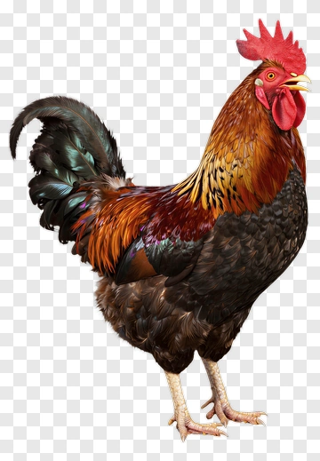 Rooster With Vibrant Plumage PNG