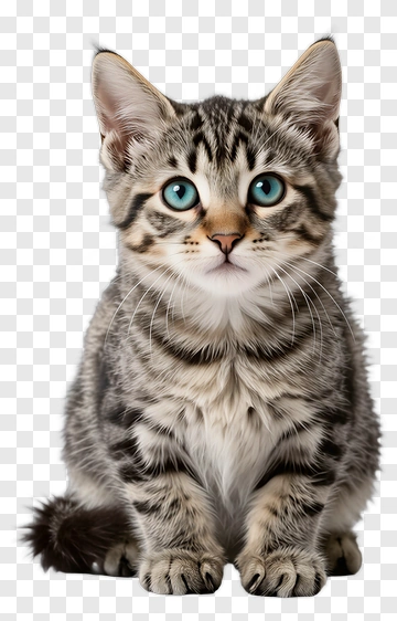 Adorable Striped Kitten With Blue Eyes PNG