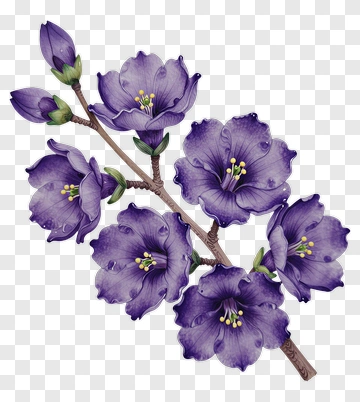 Purple Blossom Branch With Yellow Stamen PNG