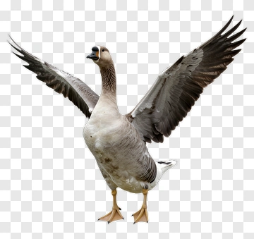 Flying Goose PNG
