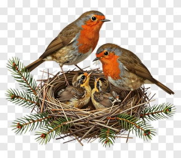 Robin Parents With Chicks In Nest PNG