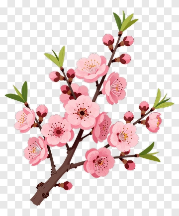 Cherry Blossom Branch With Pink Flowers PNG